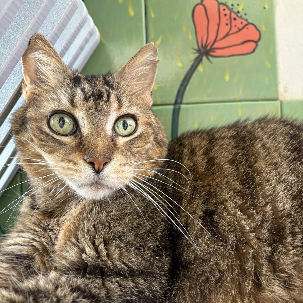 Enlarge Singer, a Adoptable Domestic Short Hair in Bentonville, AR image 5/6