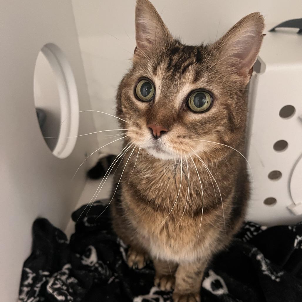 Enlarge Singer, a Adoptable Domestic Short Hair in Bentonville, AR image 5/5