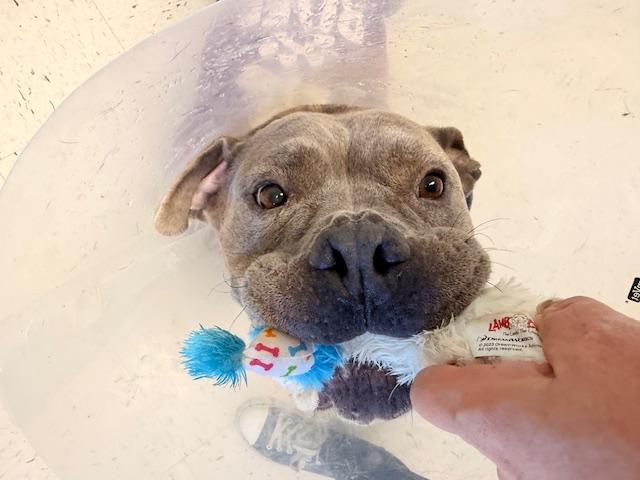 Enlarge Miss Squish, an adopted mixed breed in Saratoga Springs, NY image 3/4