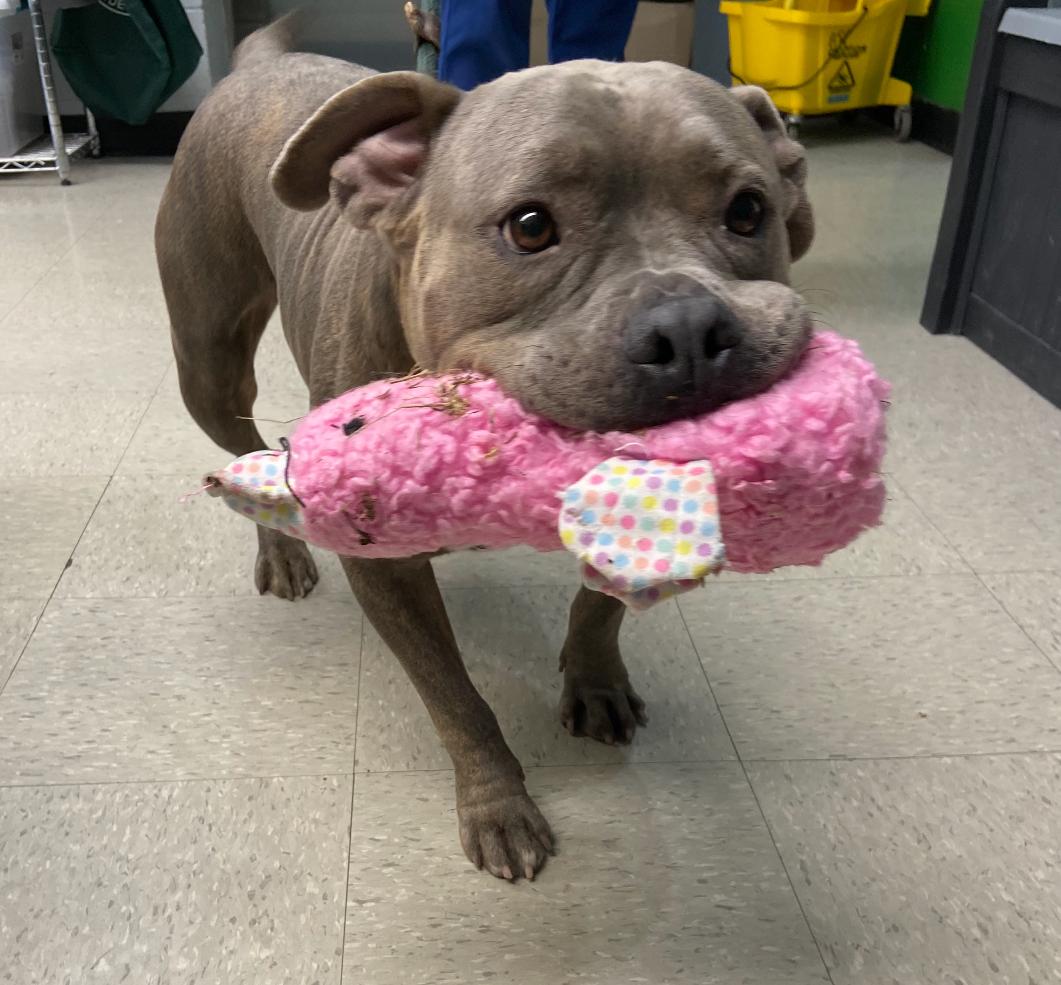 Enlarge Miss Squish, an adopted mixed breed in Saratoga Springs, NY image 1/4