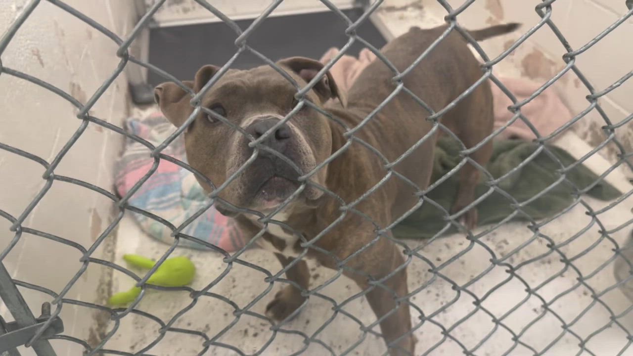 Enlarge Miss Squish, an adopted mixed breed in Saratoga Springs, NY video 4/4