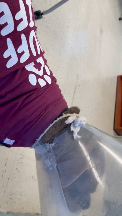 Enlarge Miss Squish, an adopted mixed breed in Saratoga Springs, NY video 2/4