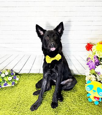 AUGUST, ADOPTABLE, Young Male Labrador Retriever.