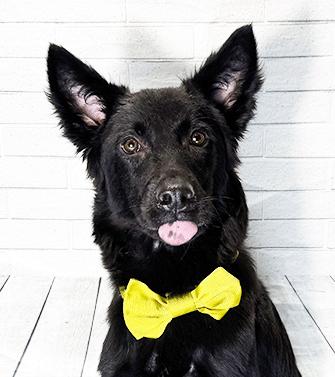 AUGUST, a ADOPTABLE mixed breed in Castro Valley, CA image 2/3