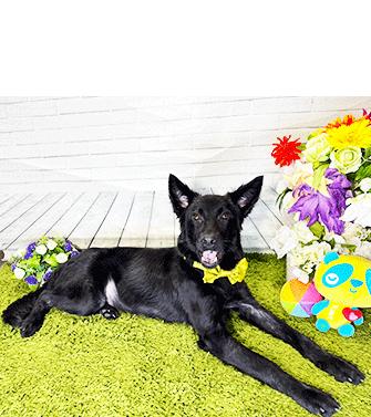 AUGUST, a ADOPTABLE mixed breed in Castro Valley, CA image 3/3