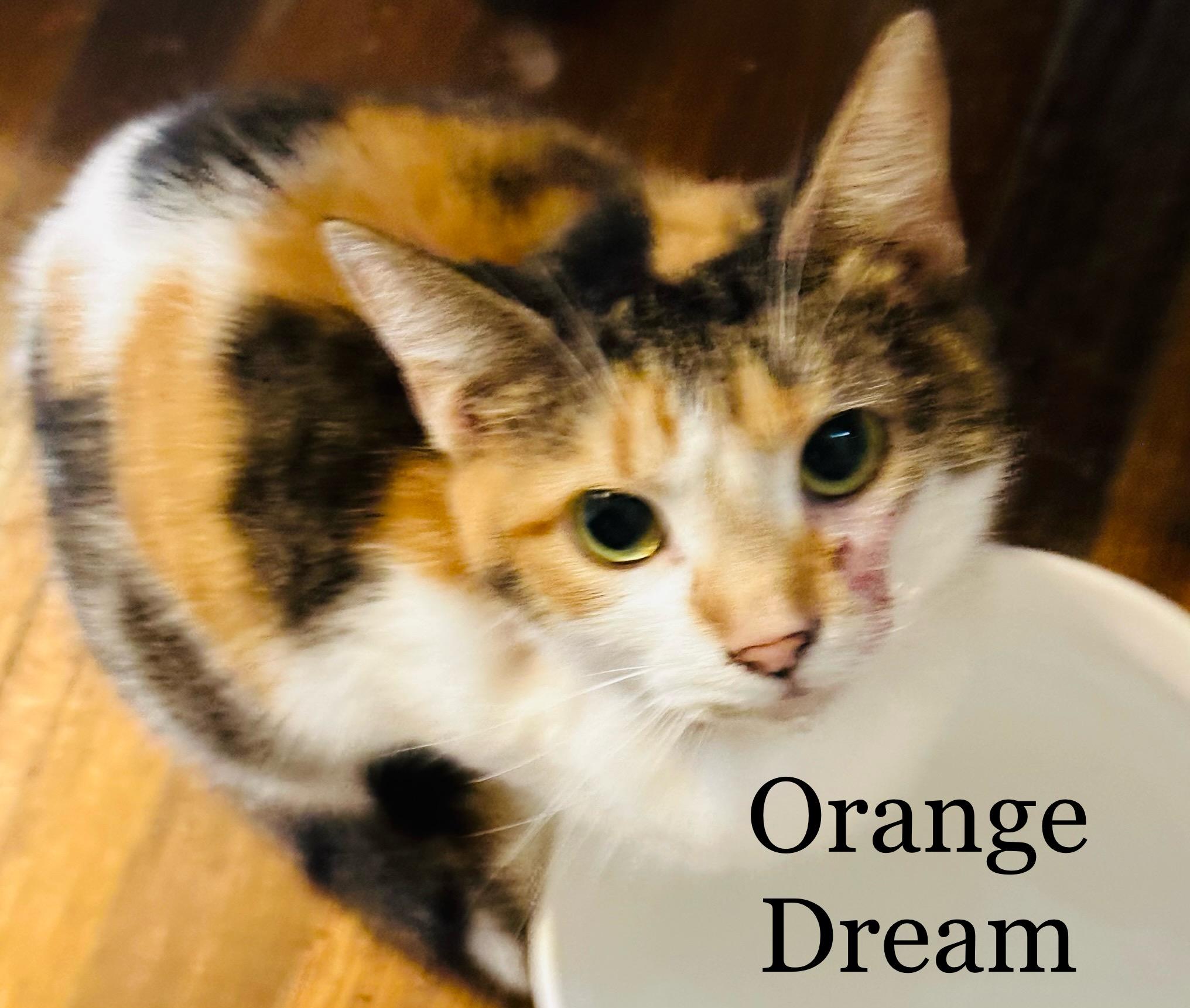 Enlarge Orange Dream lap cat, a Adoptable Domestic Short Hair in Mansfield, OH image 1/1