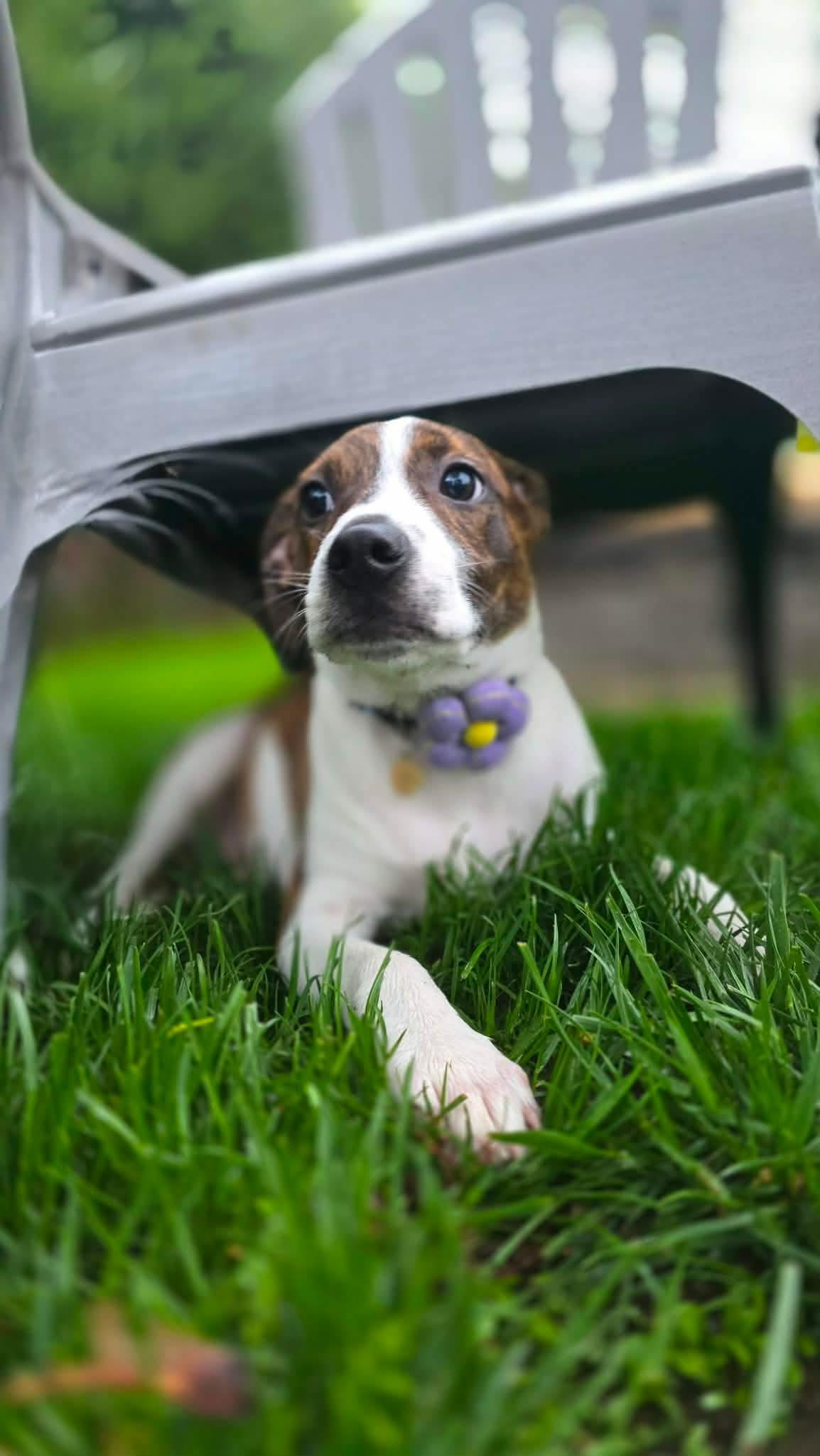 TREVE, Adoptable, Young Female Hound.