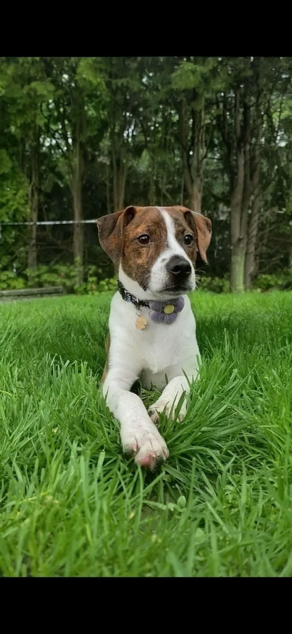 TREVE, a Adoptable Hound in Pomfret Center, CT image 2/3