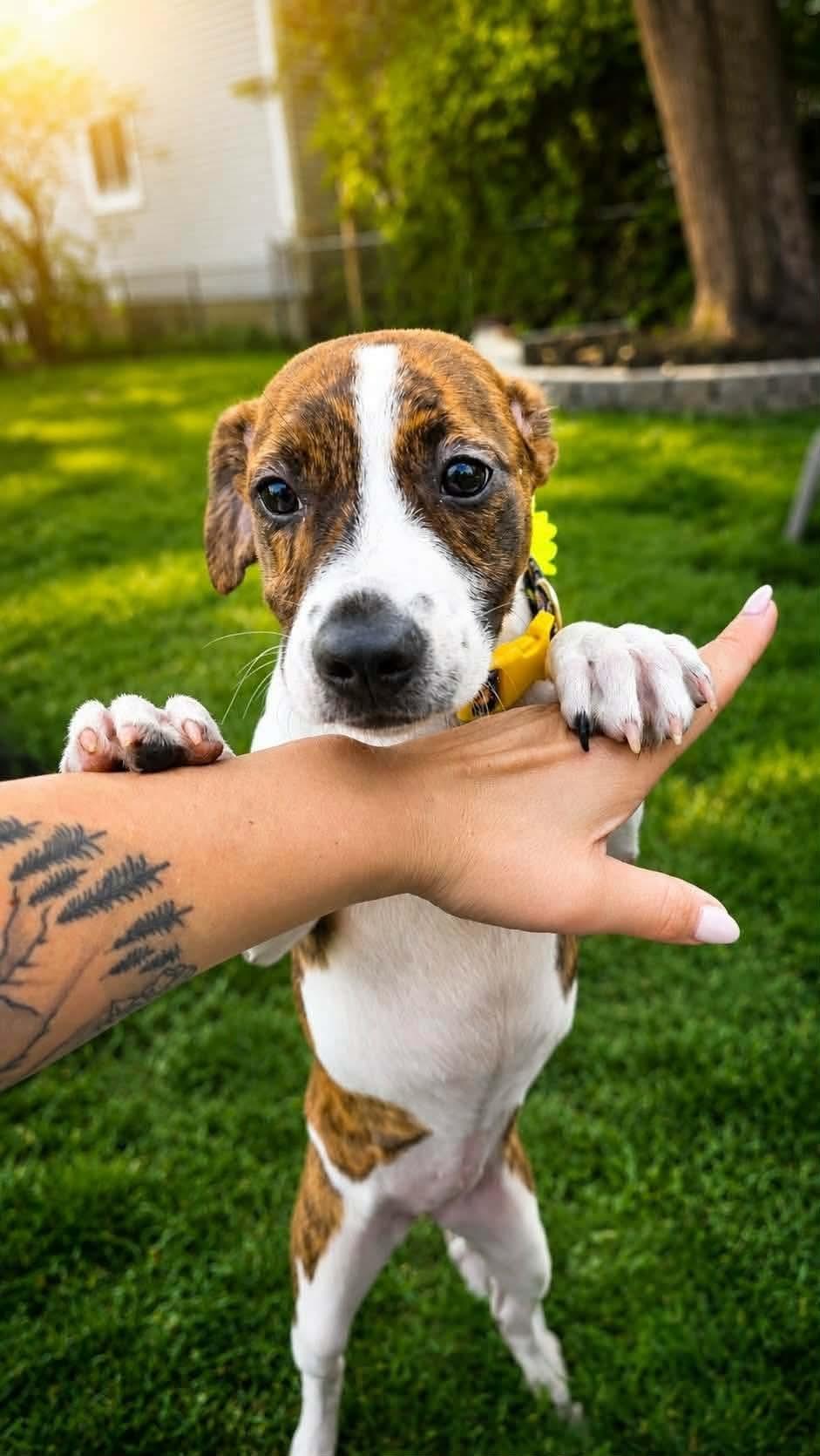TREVE, a Adoptable Hound in Pomfret Center, CT image 3/3