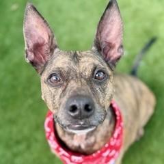 Enlarge Sugar Pie, a Adoptable mixed breed in Largo, FL image 1/2