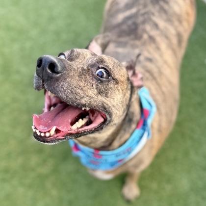 Sugar Pie, Adoptable, Adult Male Terrier & Whippet.