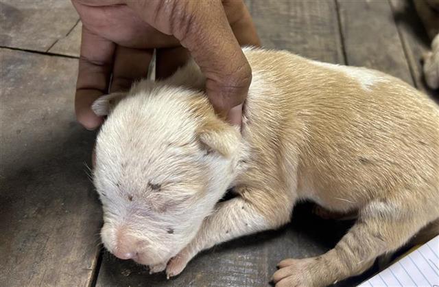 A651066 — thumbnail 3