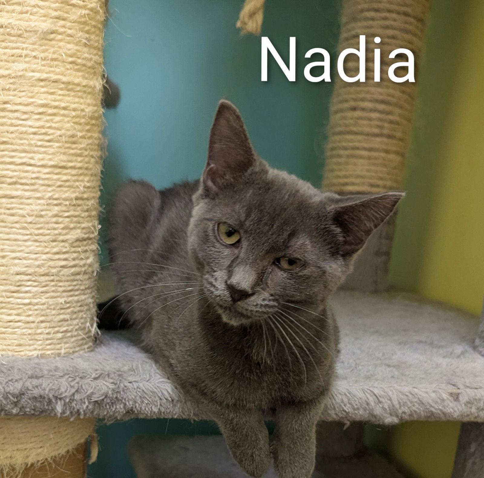 Nadia, Adopted, Young Female Domestic Short Hair.