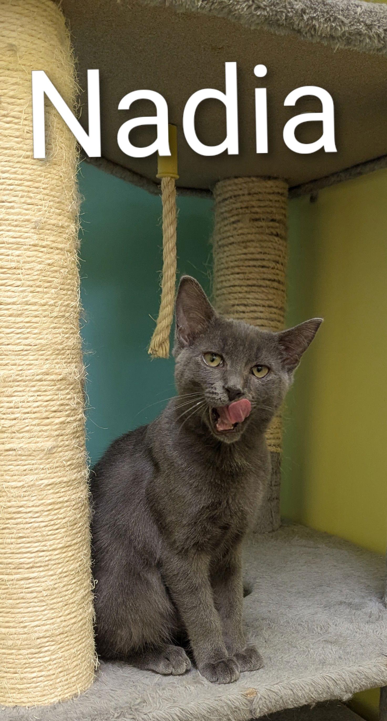 Enlarge Nadia, a Adopted Domestic Short Hair in Rochester, NY image 2/2