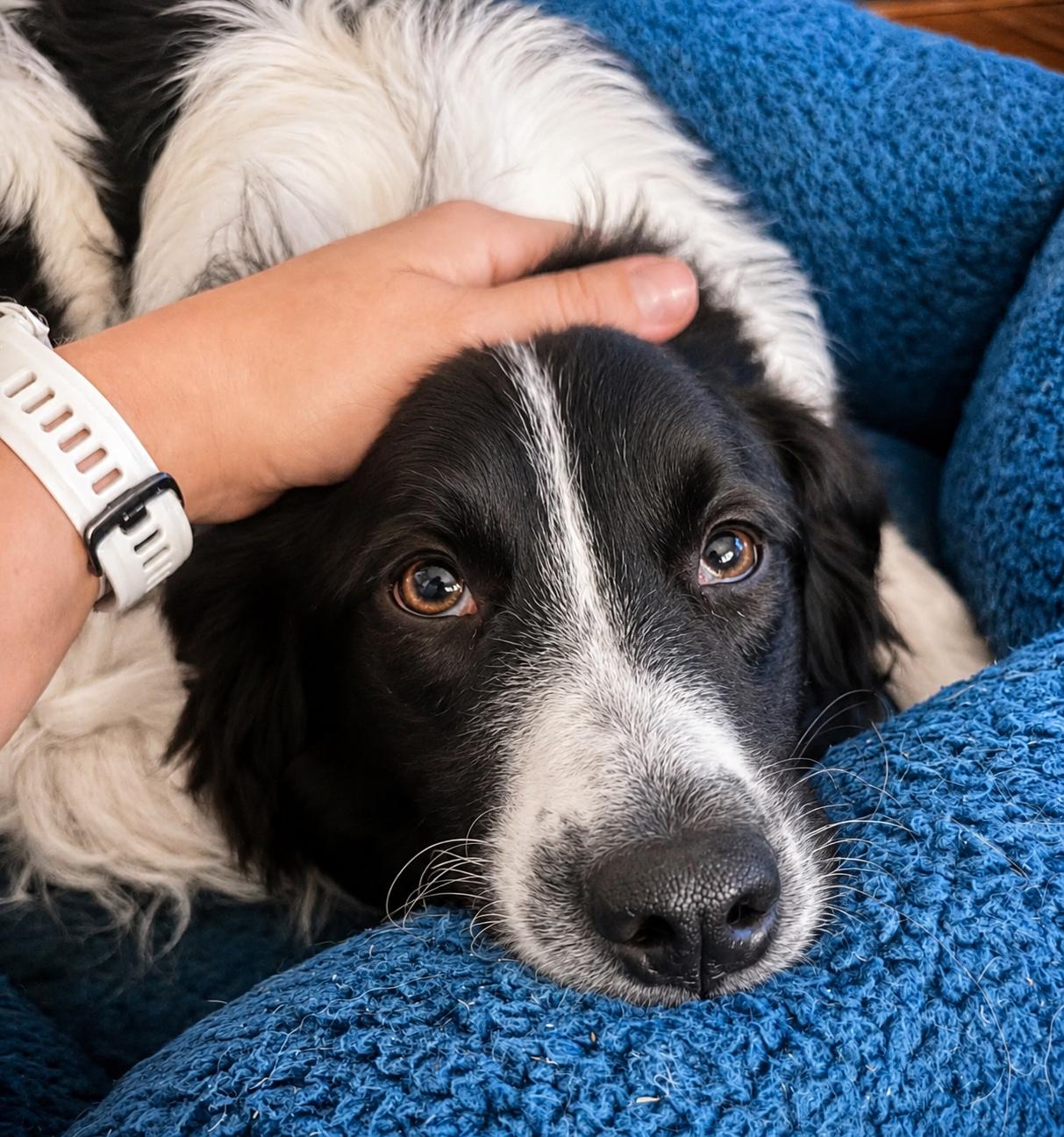 Enlarge Lasso - adopted, an adopted Border Collie in Minneapolis, MN image 5/6