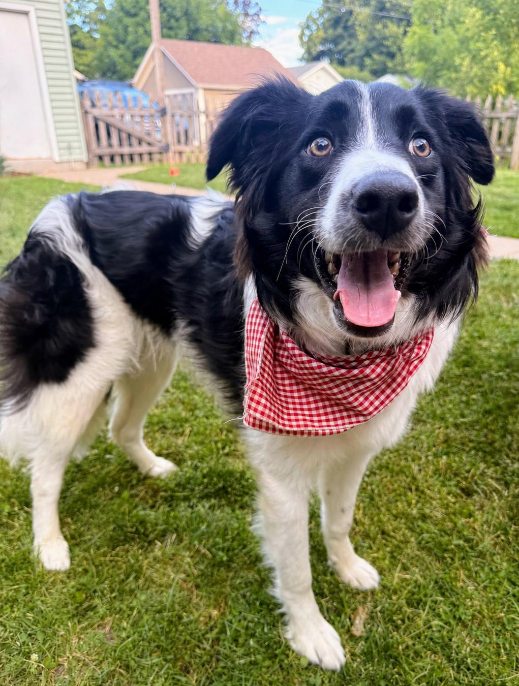 Enlarge Lasso - adopted, an adopted Border Collie in Minneapolis, MN image 1/6