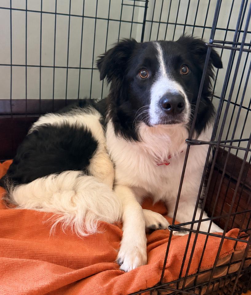 Enlarge Lasso - adopted, an adopted Border Collie in Minneapolis, MN image 4/6