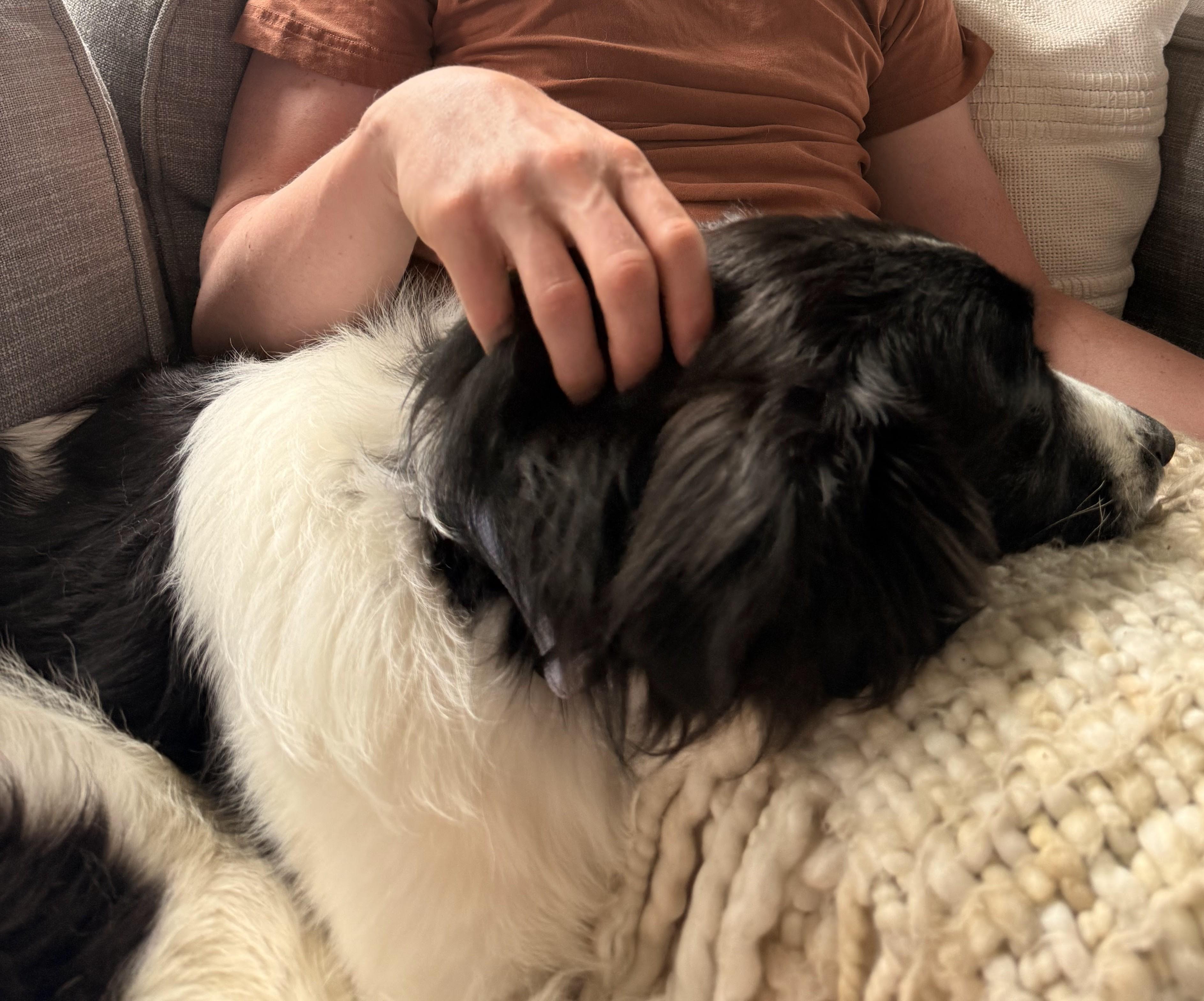 Enlarge Lasso - adopted, an adopted Border Collie in Minneapolis, MN image 3/6