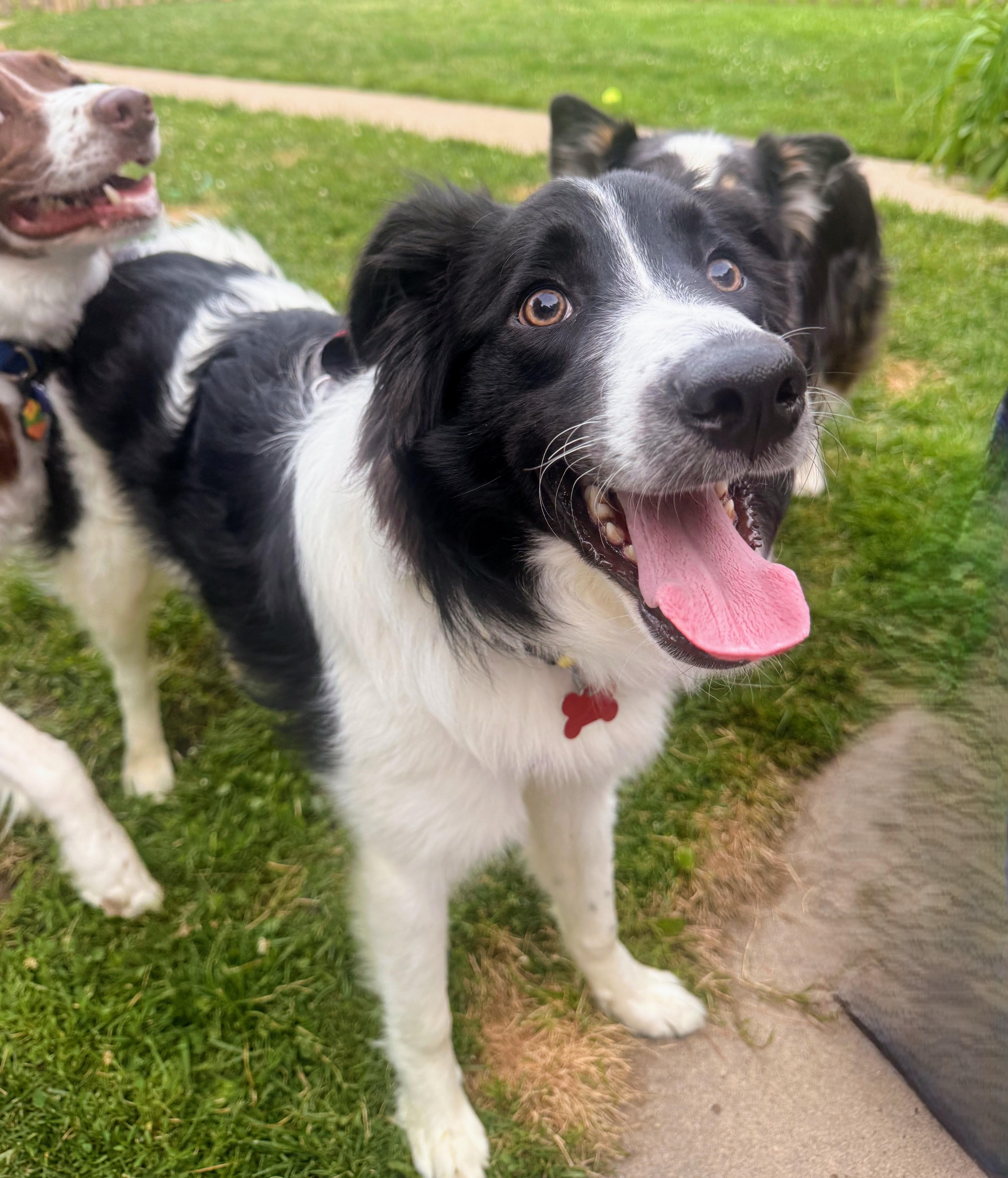 Enlarge Lasso - adopted, an adopted Border Collie in Minneapolis, MN image 2/6