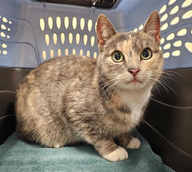 SILVER, Adoptable, Adult Female Domestic Short Hair.