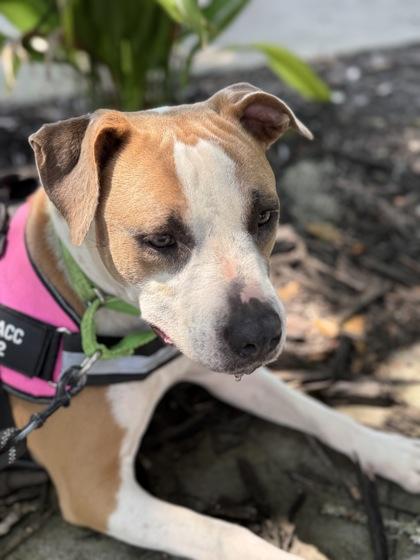 Suzie (HW+ Treatment Sponsored), a Adoptable mixed breed in Conway, SC image 1/3