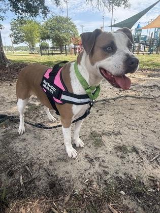 Suzie (HW+ Treatment Sponsored), a Adoptable mixed breed in Conway, SC image 2/3