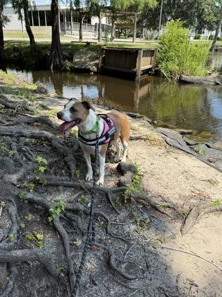 Suzie (HW+ Treatment Sponsored), a Adoptable mixed breed in Conway, SC image 3/3