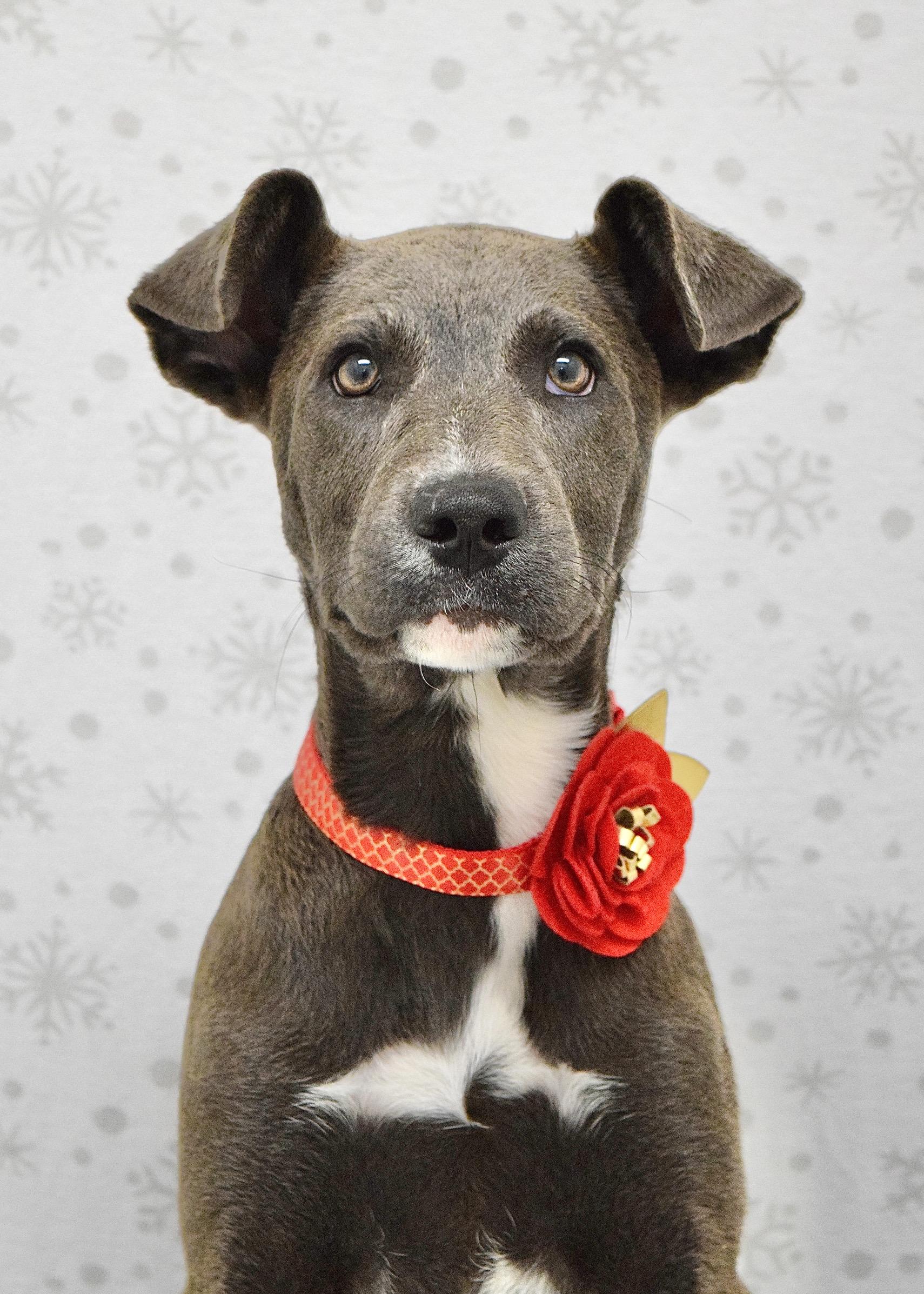 Frenchie, a ADOPTABLE mixed breed in Dublin, CA image 1/3