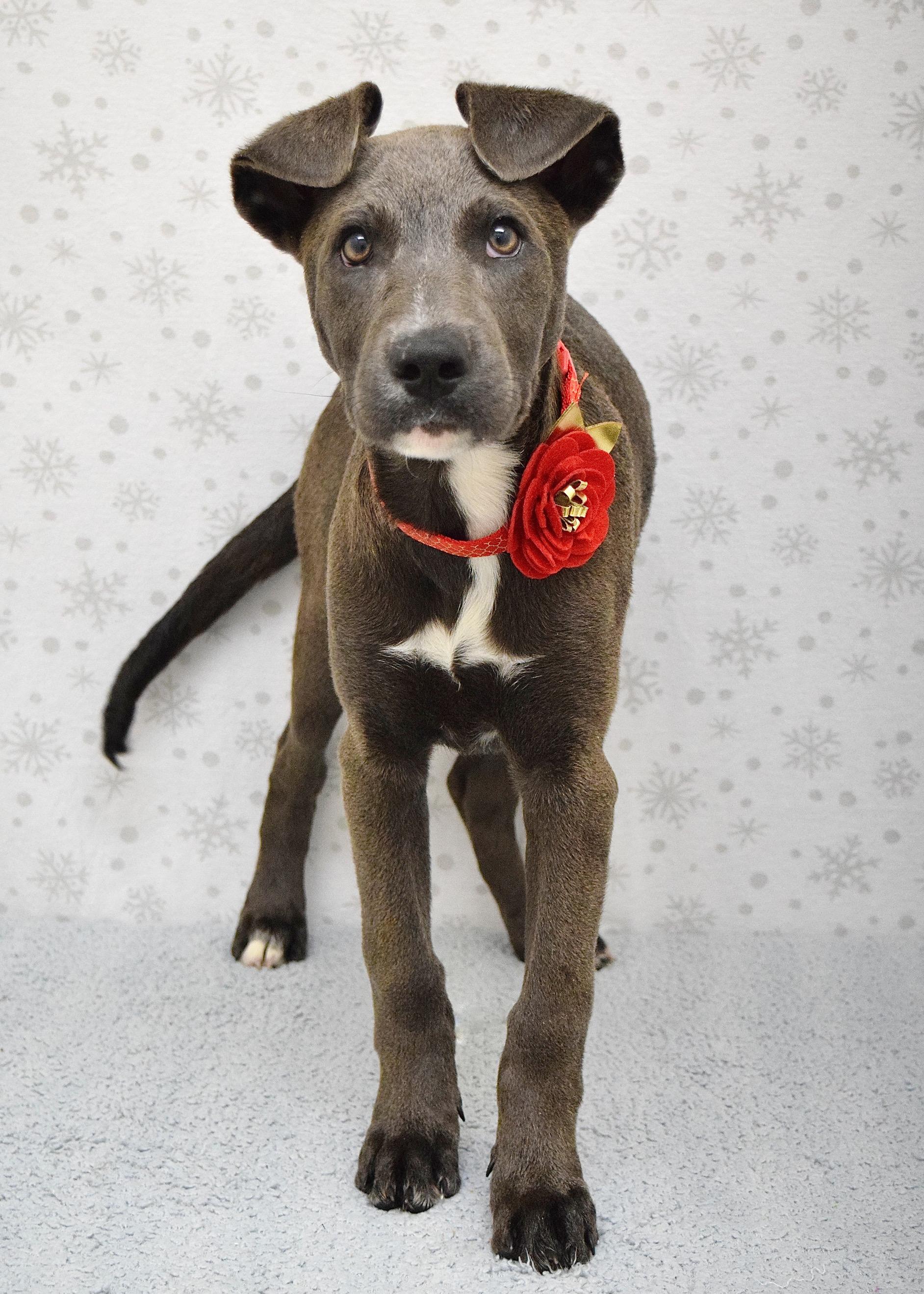 Frenchie, a ADOPTABLE mixed breed in Dublin, CA image 3/3