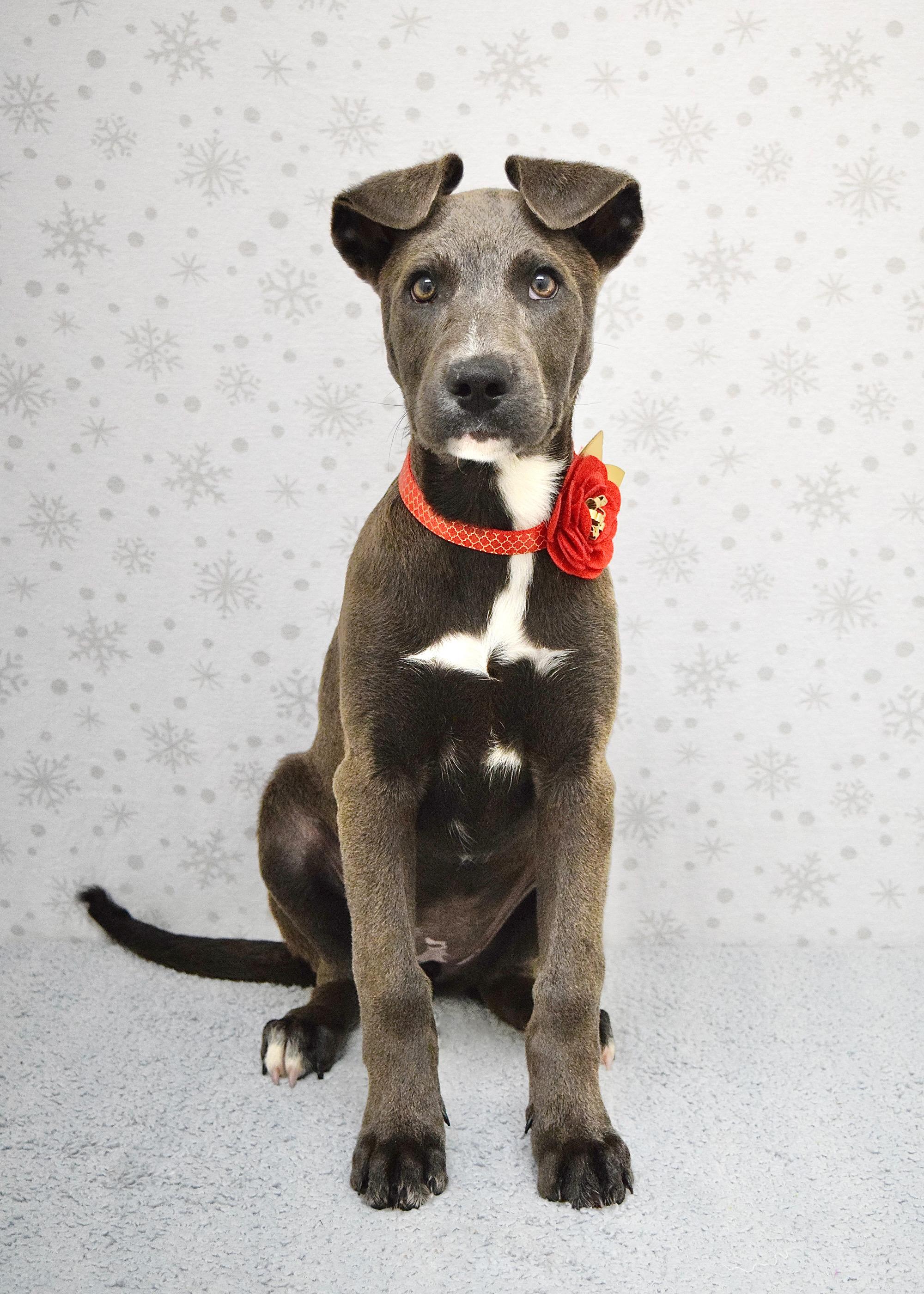 Frenchie, a ADOPTABLE mixed breed in Dublin, CA image 2/3