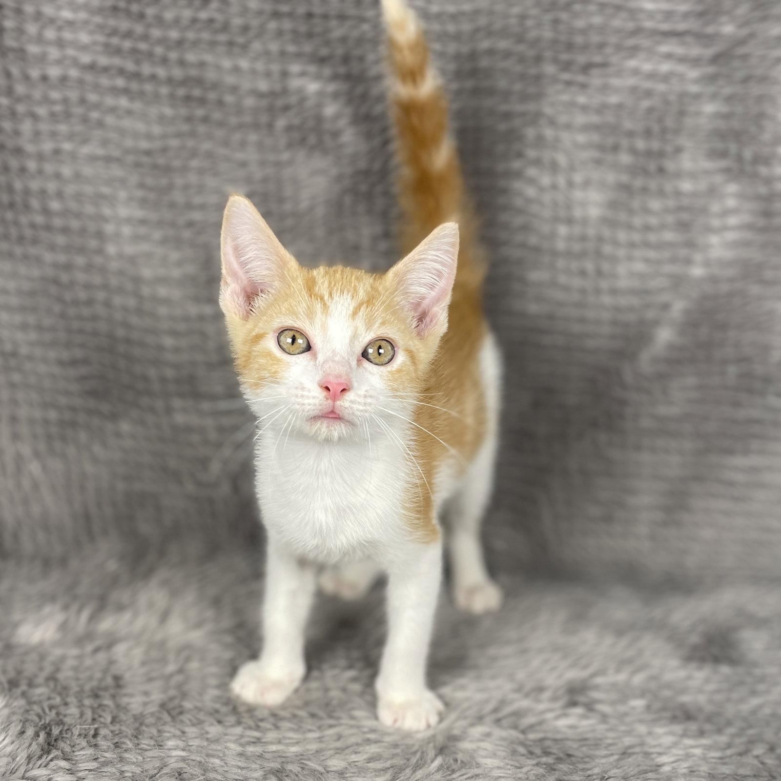Racing Stripes - Andrea foster, Adoptable, Kitten Male Domestic Short Hair.