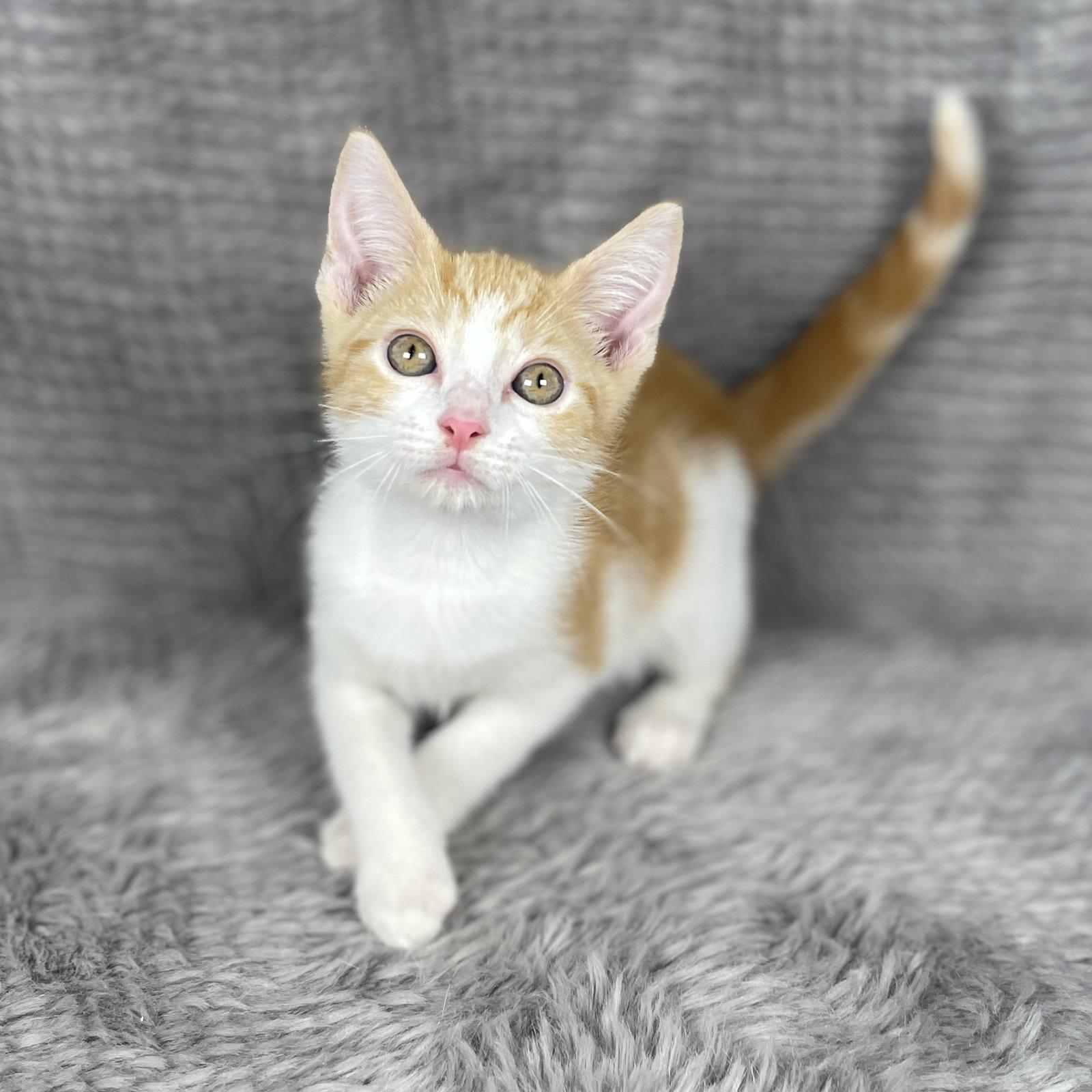 Enlarge Racing Stripes - Andrea foster, a Adoptable Domestic Short Hair in Social Circle, GA image 2/3
