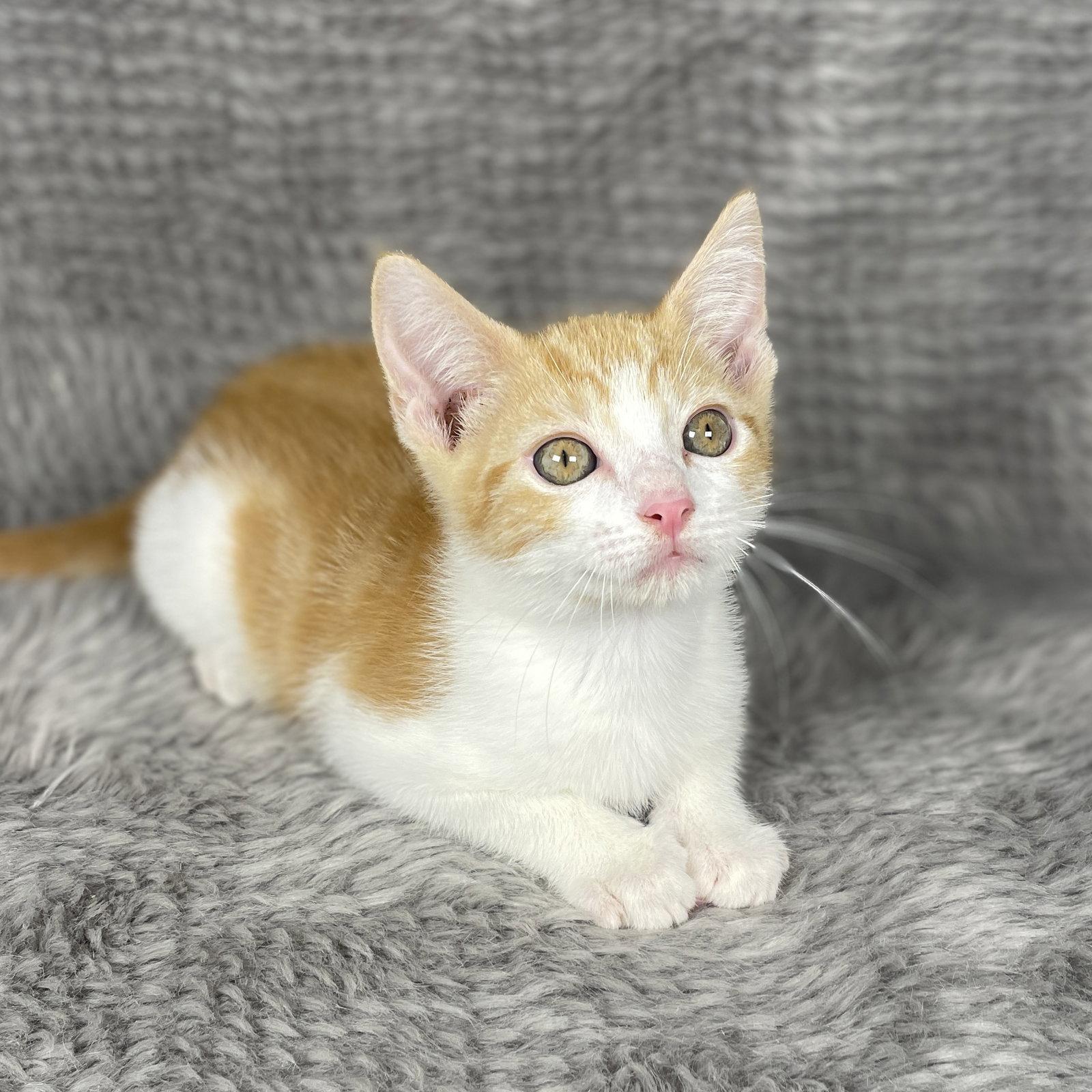 Enlarge Racing Stripes - Andrea foster, a Adoptable Domestic Short Hair in Social Circle, GA image 3/3