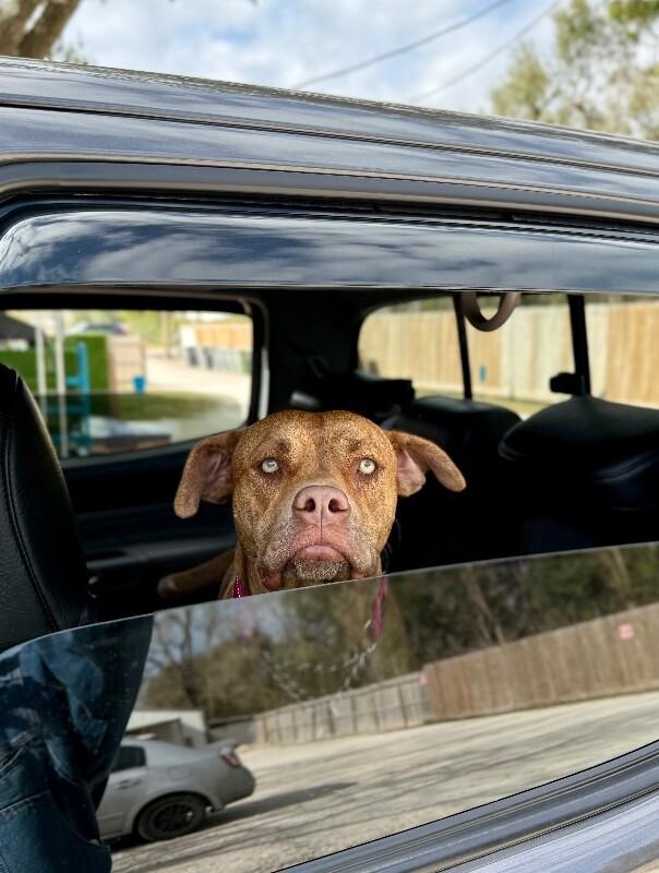 Dolly Lolly the Loveable Snuggle Queen — thumbnail 4