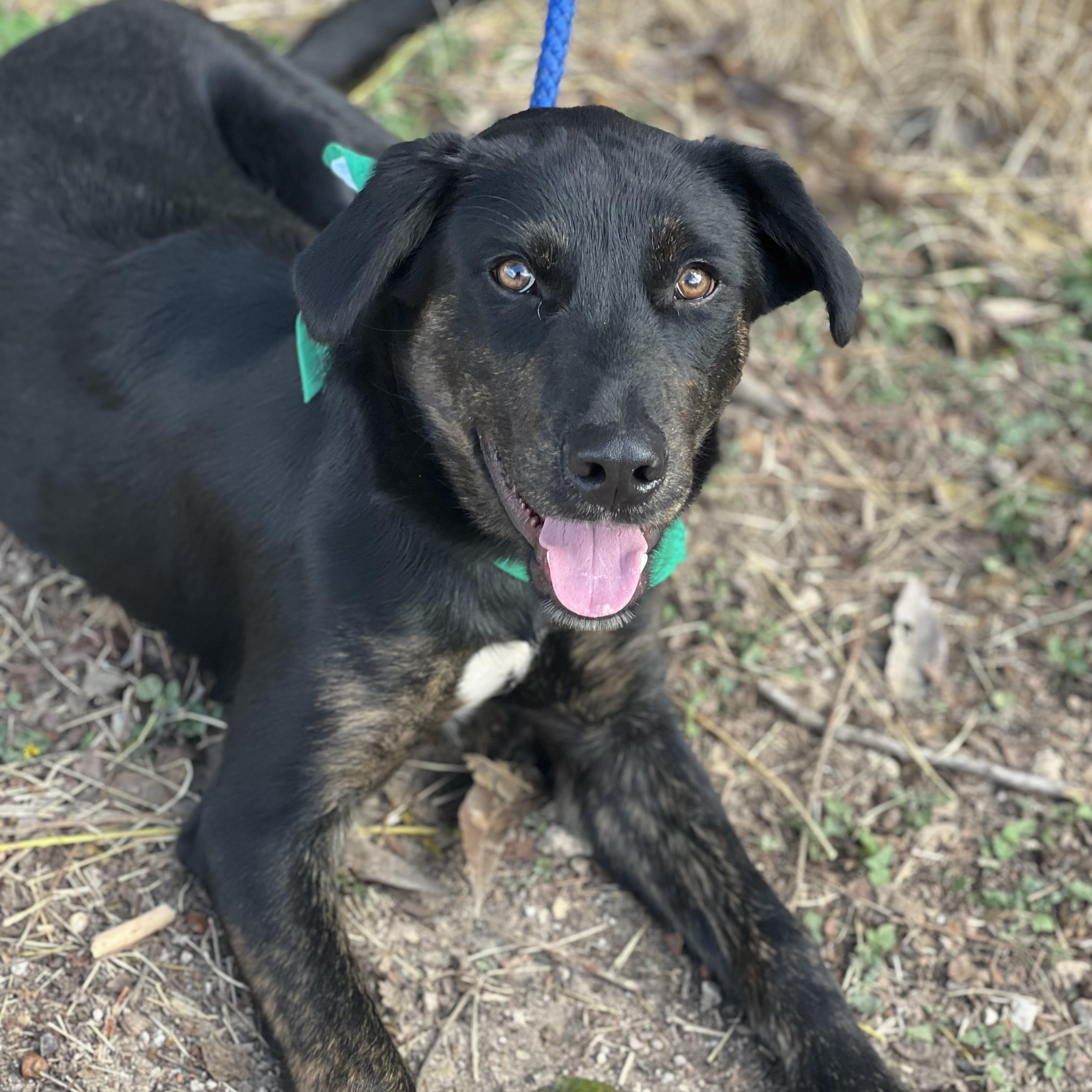 Banksy, a Adoptable mixed breed in Madisonville, TX image 1/6