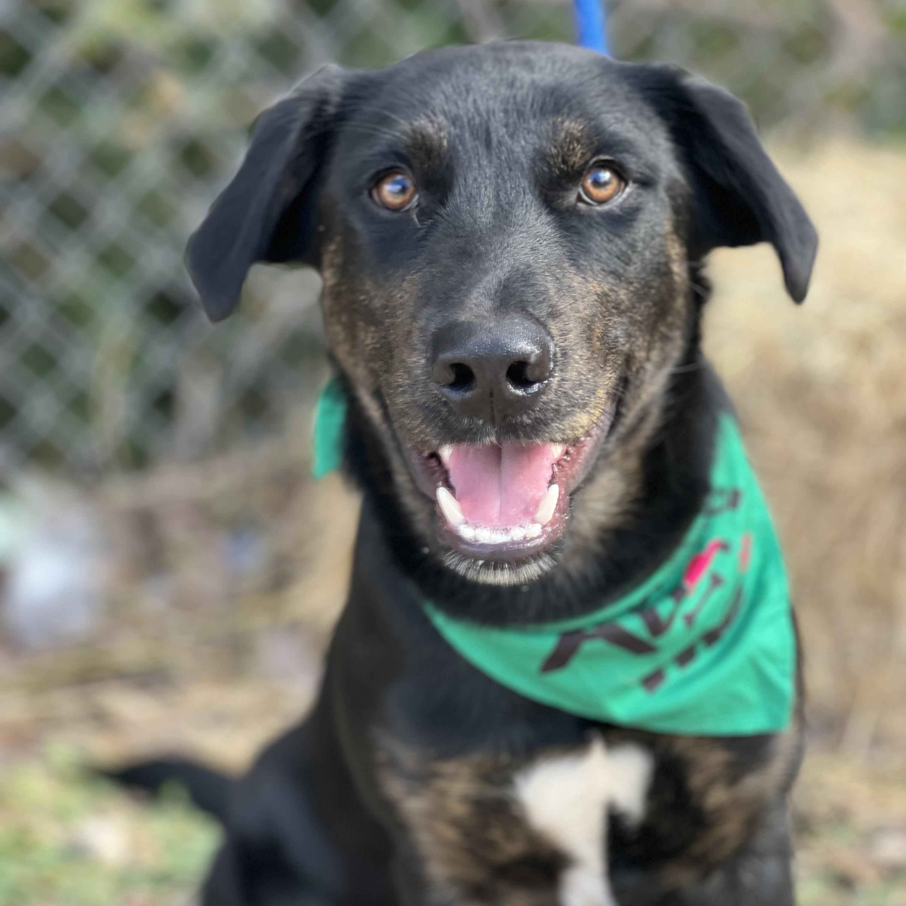 Banksy, a Adoptable mixed breed in Madisonville, TX image 2/6