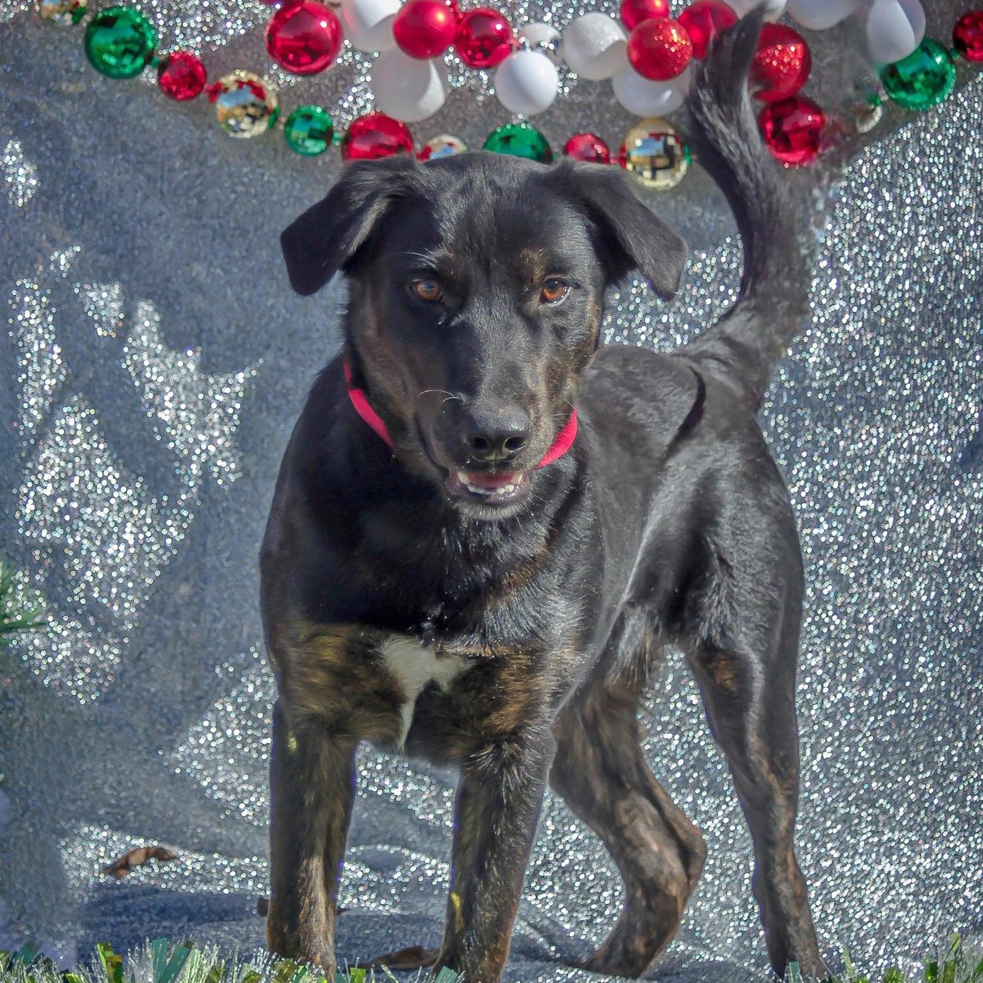 Enlarge Banksy, a Adoptable mixed breed in Madisonville, TX image 1/6