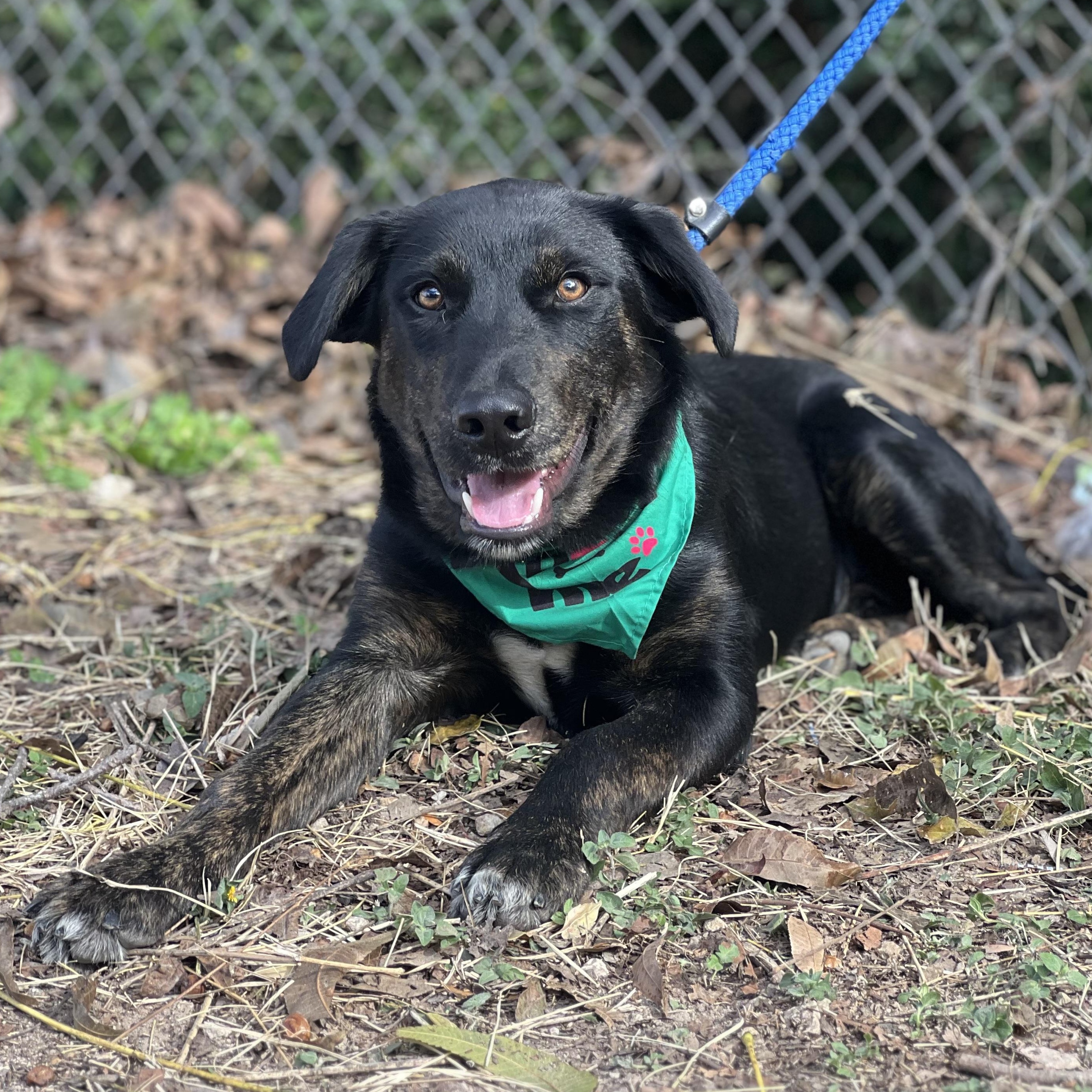 Banksy, a Adoptable mixed breed in Madisonville, TX image 3/6