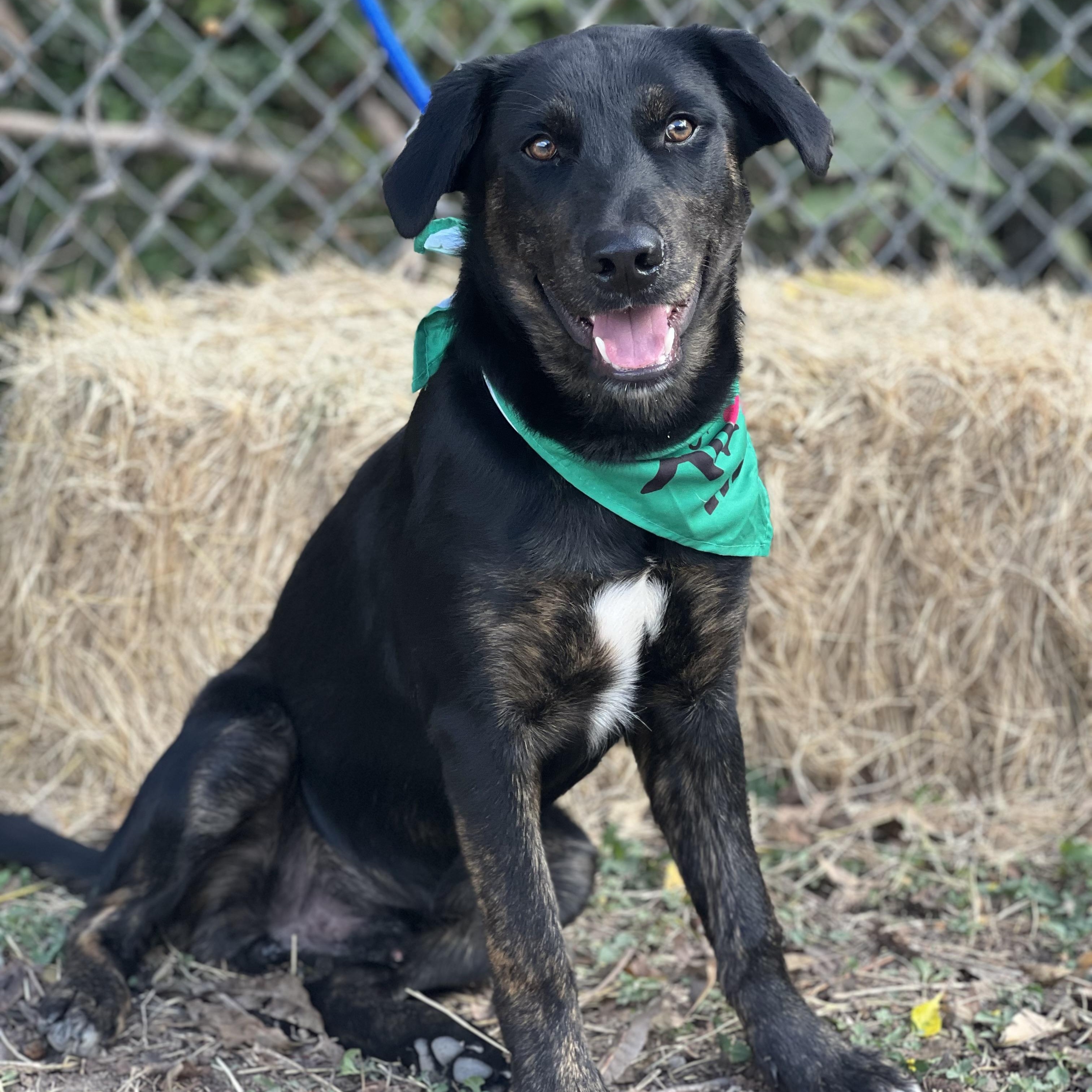 Banksy, a Adoptable mixed breed in Madisonville, TX image 5/6
