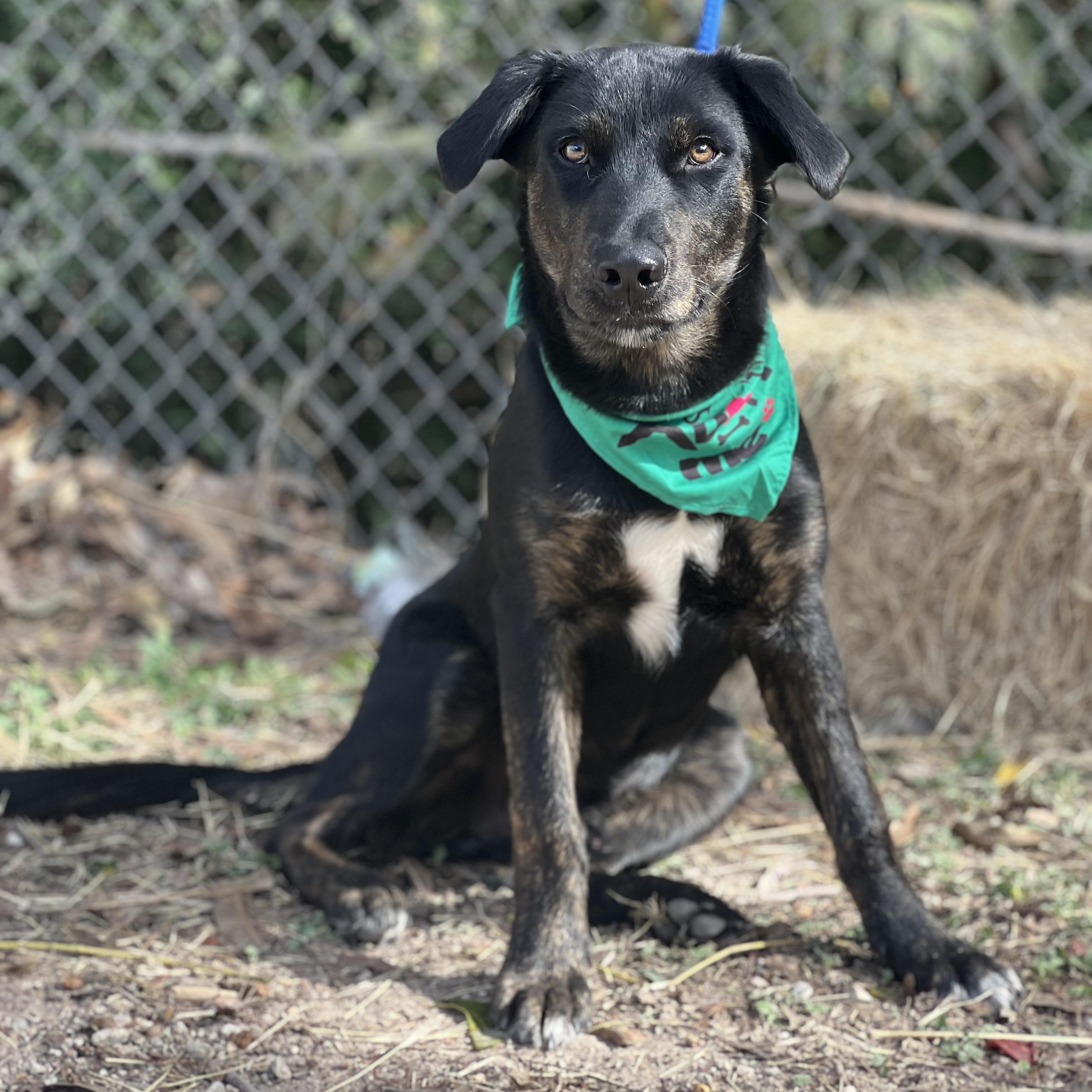 Banksy, a Adoptable mixed breed in Madisonville, TX image 6/6