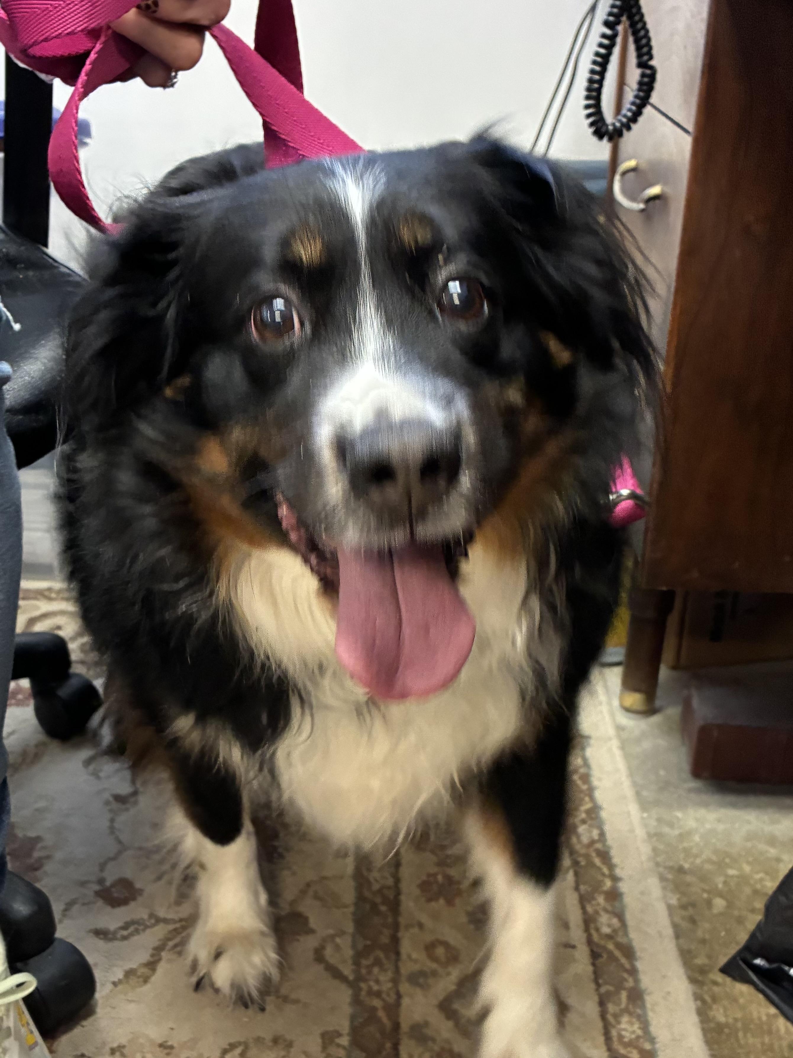 Enlarge Aly, an adopted Australian Shepherd in Indiana, PA image 1/1