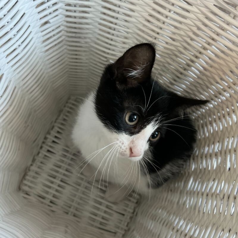 Cat for adoption Isaac Crown, a Tuxedo & Domestic Short Hair Mix in