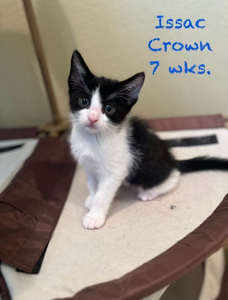 Cat for adoption Isaac Crown, a Tuxedo & Domestic Short Hair Mix in