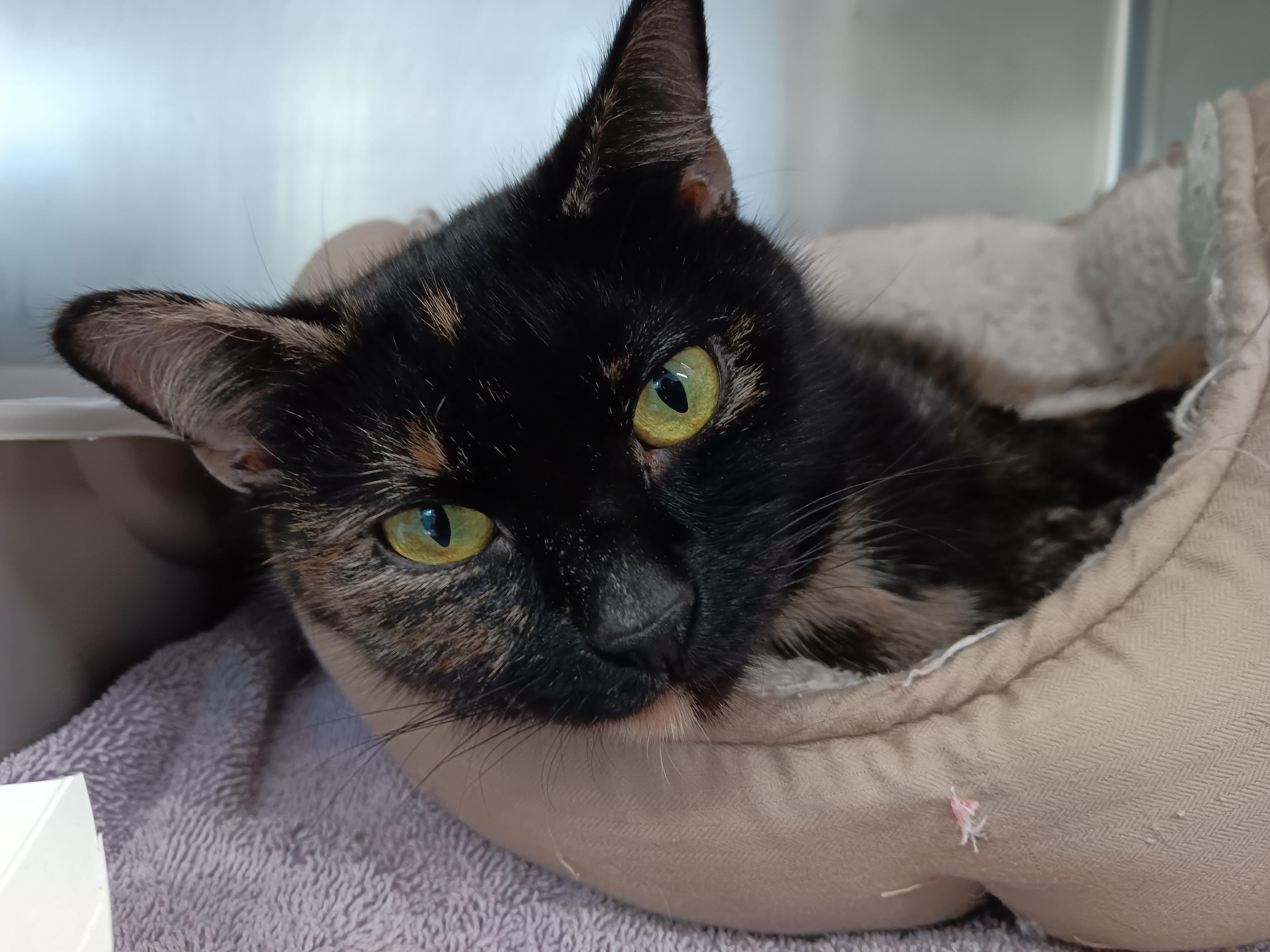 Carrie Ann, an adoptable Domestic Short Hair in Winthrop, ME, 04364 | Photo Image 1