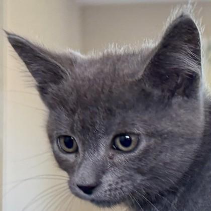 Enlarge Gordon, a Adoptable mixed breed in Pleasanton, CA image 1/3