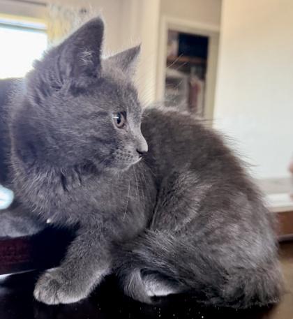 Enlarge Gordon, a Adoptable mixed breed in Pleasanton, CA image 2/3