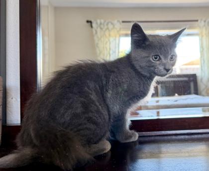 Enlarge Gordon, a Adoptable mixed breed in Pleasanton, CA image 3/3