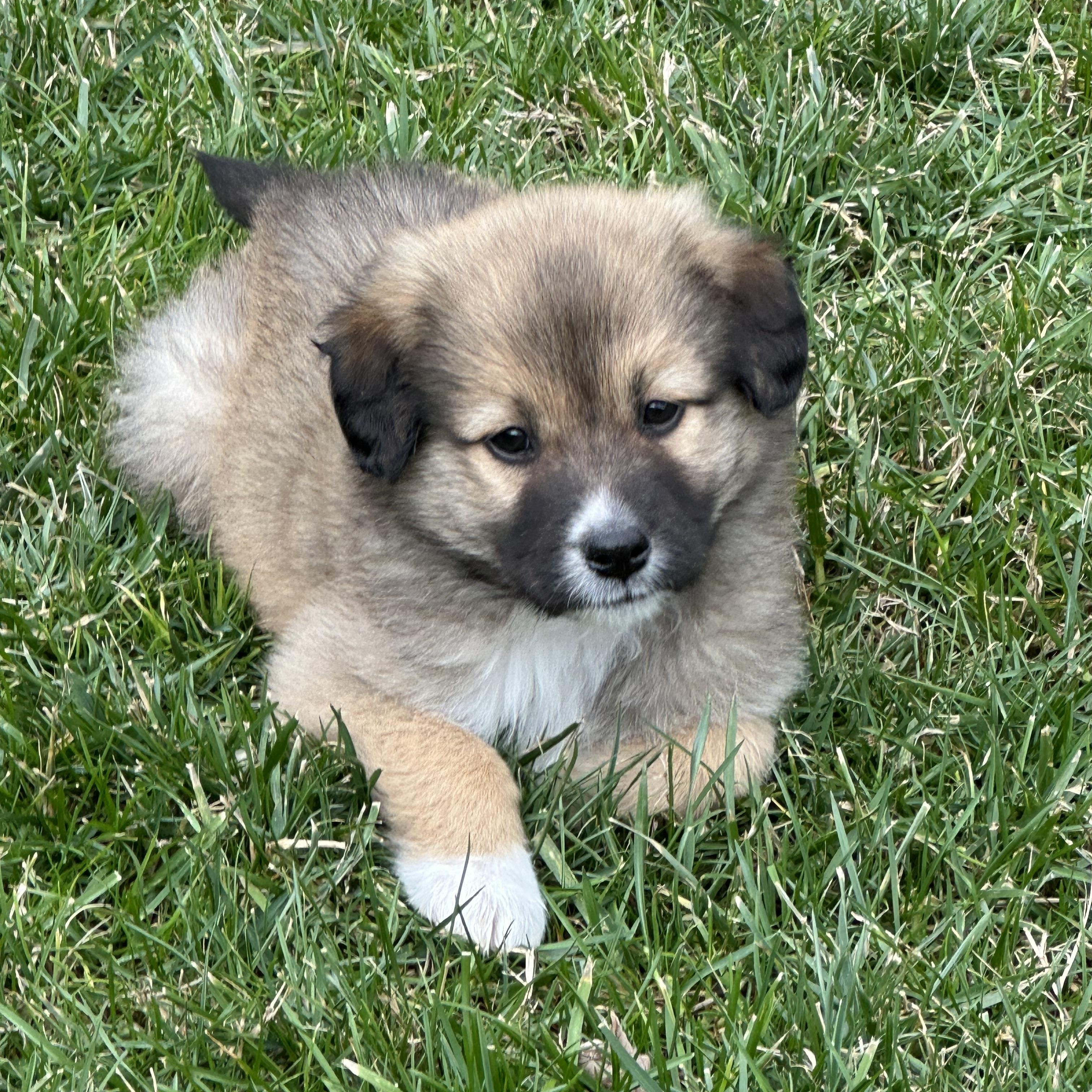 Enlarge Nog, a ADOPTABLE mixed breed in Thompson's Station, TN image 2/2