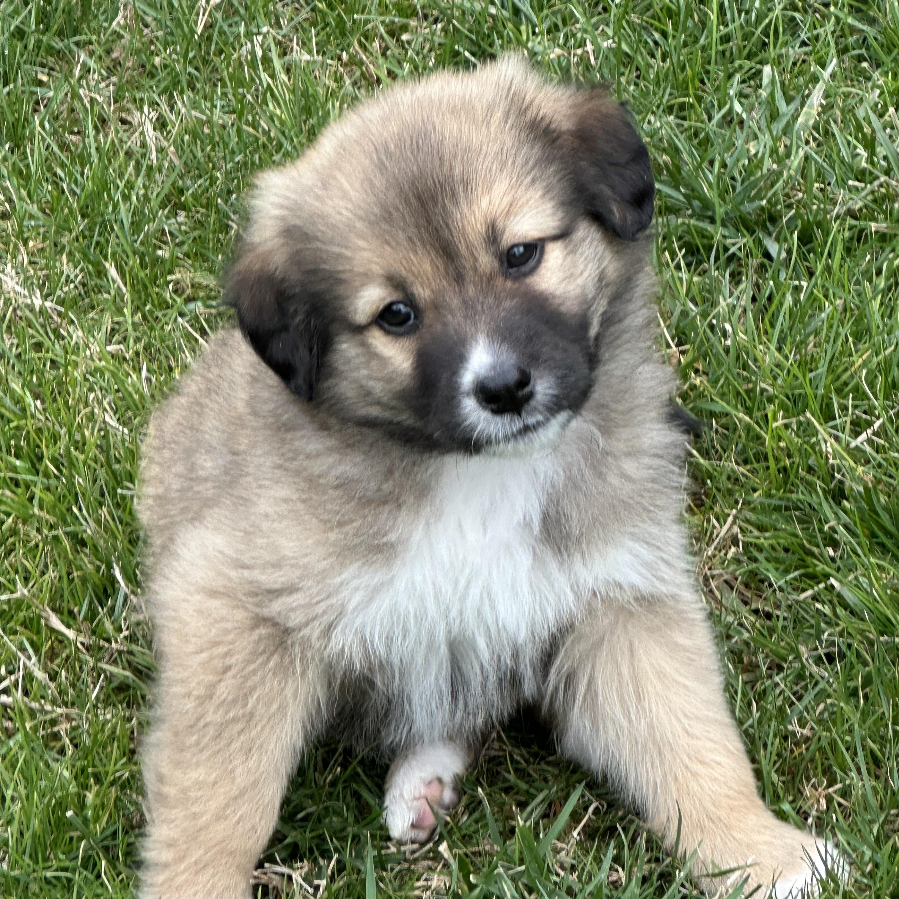 Enlarge Nog, a ADOPTABLE mixed breed in Thompson's Station, TN image 1/2