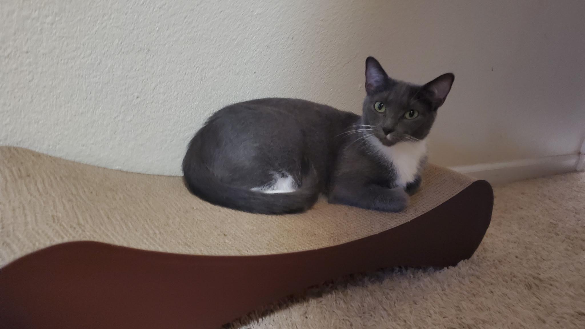 Pepper